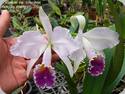 Cattleya trianaei coerulea